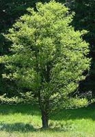 Alnus Glutinosa - Common Alder Deciduous Tree
